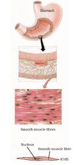 They contain special proteins called contractile proteins, which contract and relax to cause movement in the body. Smooth Muscle Diagram Class 9 Cbse Ncert Notes Class 9 Biology Tissues Cbse Class 9 Science Chapter 5 Tissues Exercise Questions With Solutions To Help You To Revise Complete Syllabus