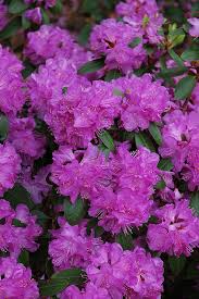 Compact P J M Rhododendron Rhododendron P J M Compact At Connon Nurseries Cbv Plants Wholesale Plants Flowering Shrubs