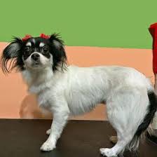 Royal bubbles grooming, dover, kent. Grooming Bay Ridge Bensonhurst Dyker Heights Call 718 232 7387