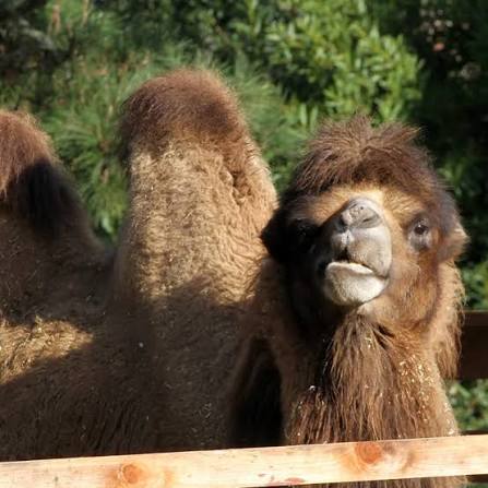 Look who just arrived! Meet our new Bactrian camel, an 8-year-old male, who  recently arrived from the Blank Park Zoo! Bactrian camels can grow over 7  feet at the hump, up to