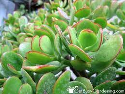 Jade Plant Care Tips How To Grow Take Care Of A Jade Succulent Jade Plant Care Jade Plants Plant Care
