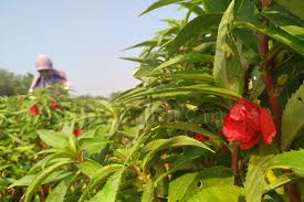 Buah yang akan dijadikan bibit adalah buah yang mulus tanpa cacat. Bunga Pacar Air Membuat Rejeki Terus Mengalir