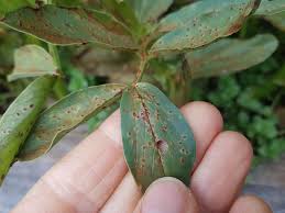 Mosaic virus is a fatal bean disease. Broad Bean Rust Good Life Permaculture