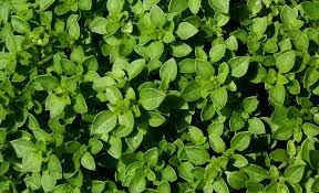 Basil, Leaves, Garden, Aromatic, the leaves are, plant, natural ...