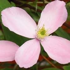 It won't be wrong to say that there is one clematis for every climate. Clematis Montana Rubens Clearview Horticultural Products