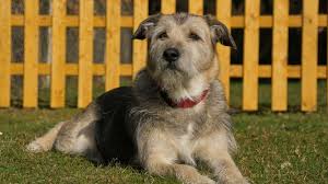 Le recinzioni per cani sono degli elementi fondamentali in un giardino che ospita uno o più cani, in quanto offrono agli amici a quattro zampe ospitalità, riparo sul mercato dell'arredamento da esterno è possibile trovare tutta una serie di mobili, accessori ed elementi che trovano la loro collocazione in. Come Costruire Un Recinto Per Cani Fai Da Te Da Interno O Esterno