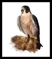 Birds Of Prey Digital Release Date Birds Of Prey Part 2 Painting Illustration Digital Painting Prey