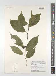 Image result for Anisocycla