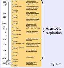During photosynthesis, plants will use water and carbon dioxide and convert them into glucose and oxygen. Cellular Respiration And The Production Of Atp Flashcards Quizlet