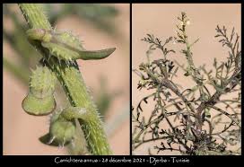 Image result for Carrichtera annua