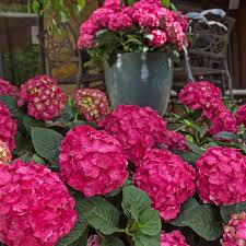 Soweit der artikel auch online bestellbar ist, gilt der. Blumen Fur Den Garten Im Sommer Hortensien Zum Verlieben Anzeigen