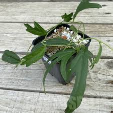 Image result for Trochomeria