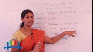 Different kinds of animals have different numbers of cells, but most have both plant and animal cells have vacuoles, which are like storage containers for nutrients, food, or waste. Plant Cell And Animal Cell Biology Class 7 8 9 10 Youtube