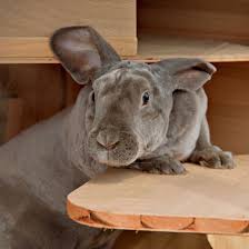 There are many substances that are potentially poisonous or dangerous to rabbits. Https Www Cappersfarmer Com Farm And Home Domestic Rabbit Ze0z1412zdeh