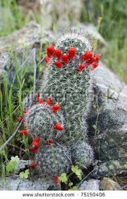 Cacti have numerous anatomical and behavioral adaptations for absorbing and storing water, preventing water you may be interested in learning about these cactus adaptations out of curiosity or because you would like to better understand them so you can provide. 22 Mammillaria Ideas Cacti And Succulents Cactus And Succulents Cactus