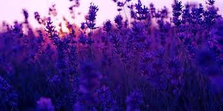 Popular Twitter Covers Twitter Backgrounds Twitrcovers Flower Background Wallpaper Purple Flowers Wallpaper Field Wallpaper