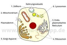 Die Korperzelle Mit Ihren Wichtigsten Organellen Im Uberblick Zellen Zelle Aufbau Lernen