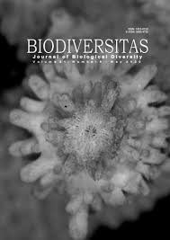 Image result for Crepidorhopalon tenuis