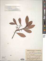 Image result for Euclea schimperi