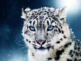 Fondos De Pantalla De Leopardo En La Nieve Leopardo De Las Nieves Imagenes De Animales Animales En Peligro De Extincion