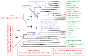НАСЕКОМЫЕ-ЭКТОПАРАЗИТЫ РУКОКРЫЛЫХ
