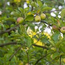 Shiraz wines have good ageing characteristics. Fruit Trees Fall Care For Fruit Trees