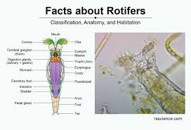 Image result for Eragrostis rotifer