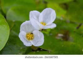 Image result for Hydrocharitaceae