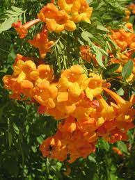 Pin On Gardening