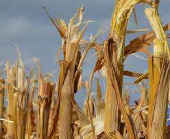 Jak przebiegał Powiatowy Dzień Kukurydzy w Osieku?