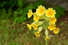 Image result for Primulaceae