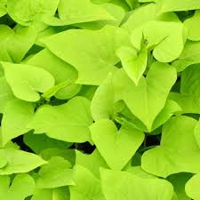 Image result for Ipomoea batatas