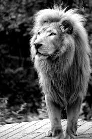 Black And White Photos Of Wild Animals Black And White Creatures We Heart It Lion Lioness Kingofthejungle Lionlovers Bigcats Animals Animals Wild Animals Beautiful