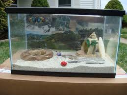 Hermit Crab Tank For Sale On Craigslist Hermit Crab Tank Hermit Crab Hermit