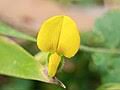 Image result for Crotalaria paraspartea