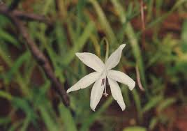 Image result for Afrosolen schimperi