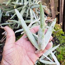 Image result for Falkia oblonga