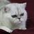 British Shorthair Chinchilla Golden