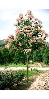 Image result for Photinia serrulata