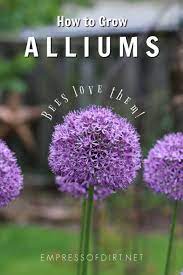 Allium Growing Tips Diy Garden Art Project Spring Flowering Bulbs Bulb Flowers Flower Landscape