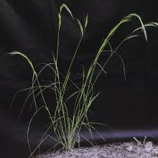 Image result for Aristida stenostachya