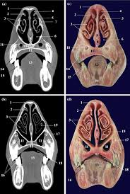Gross anatomy the nasal cavity is formed by 1: Anatomy Of The Head In The Saanen Goat A Computed Tomographic And Cross Sectional Approach Springerlink