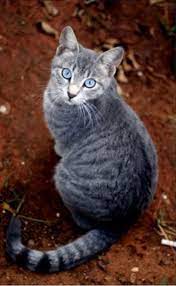 The phrase tabby cat actually refers to the fur patterns. Tabby Grey Blue Eyes Gray Tabby Grey Blue Eyes Cat Novocom Top
