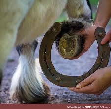 Dec 20, 2019 · massive yet elegant, clydesdales are quite tall, standing 16 to 18 hands, with some males reaching even greater height. Comparison In Hoof Size Between A Pony And A Shire Horse The Largest Breed Of Horse Shire Horse Horses Dream Horse Barns