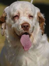 Don't miss what's happening in your neighborhood. Clumber Spaniel Temperament Loyal Affectionate Who Couldn T Love This Dog