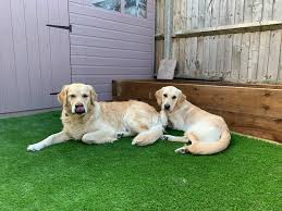 Finally, sorenson kennels puppies are bred to maintain the natural ability to retrieve as well as the strong desire to please. Pure Breed Golden Retriever With Dwarfism Golden Retriever Dog Forums
