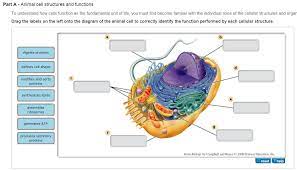 We did not find results for: To Understand How Cells Function As The Fundamental Chegg Com
