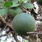 Image result for Lagenaria sphaerica