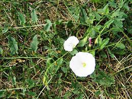 Liberally spray the plants, especially where the roots come up from the ground, then allow the weedkiller to soak into the root system. 1552 Bindweed Control In Lawns Planttalk Colorado