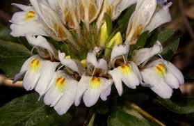 Image result for Hygrophila schulli